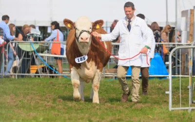 Moreton Show to Champion Rare Breed Livestock